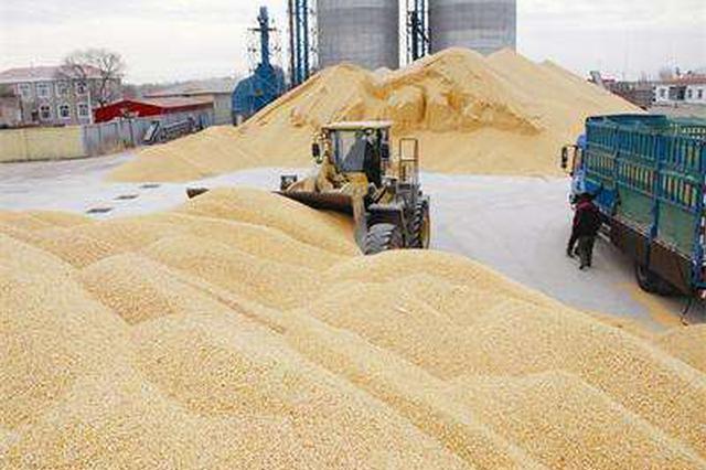 全国秋粮收购超1.7亿吨 整体收购进度达8成半
