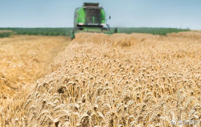 安抚本土农民 欧盟调整乌克兰小麦和糖进口配额