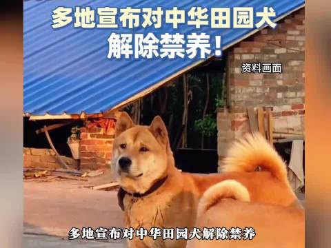 中华田园犬禁养引争议 文化认同与管理逻辑出现冲突