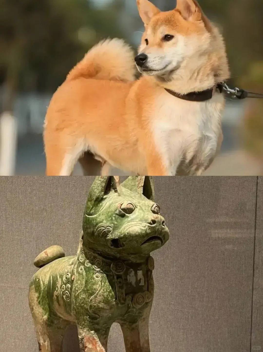 中华田园犬禁养引争议 文化认同与管理逻辑出现冲突