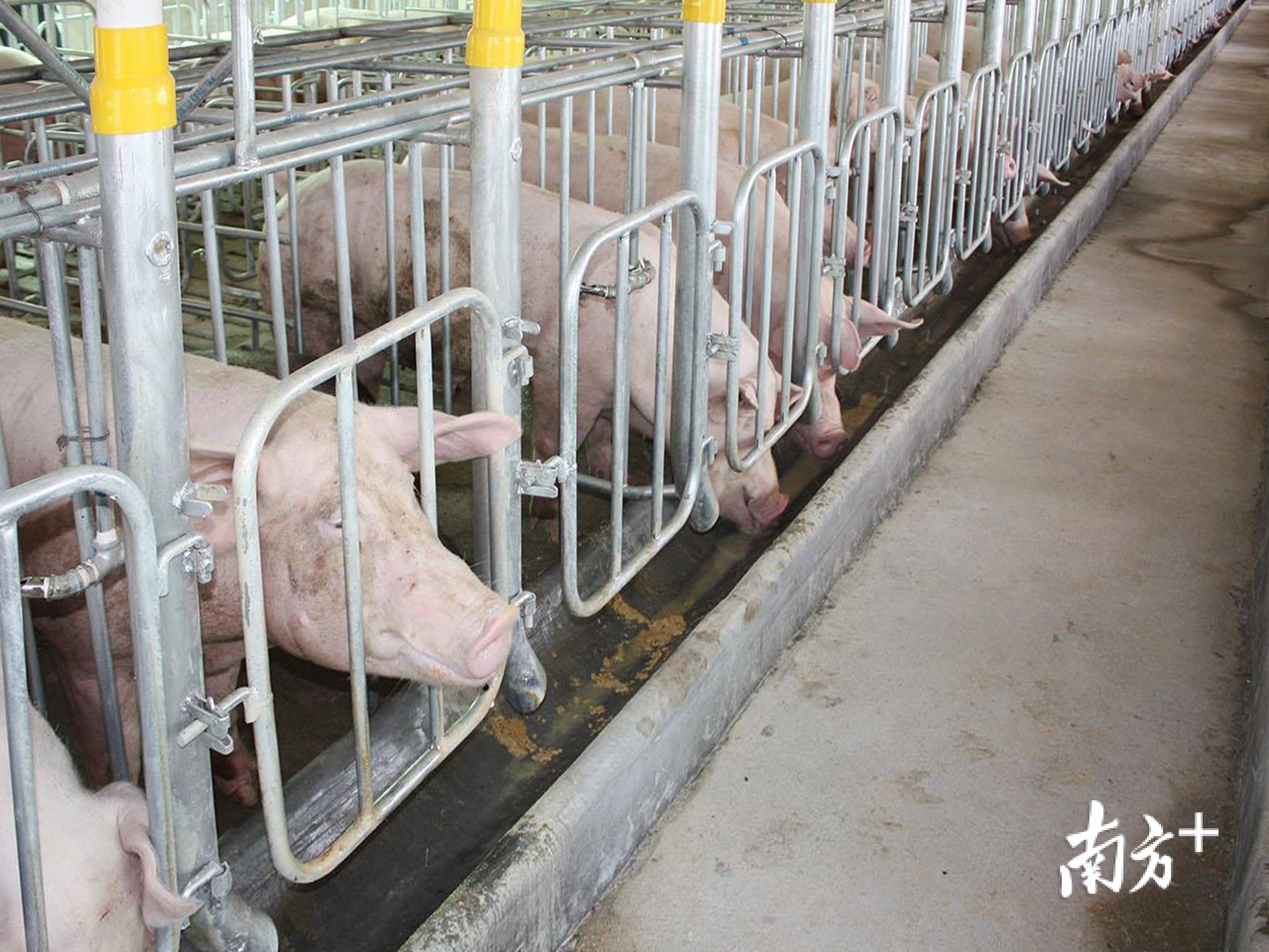 大商所组织召开2025年“农民收入保障计划” 业务推进会