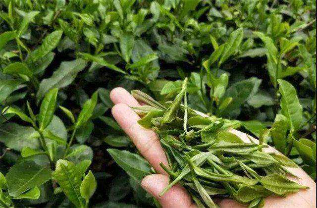 回望“十四五”| 一片叶子盘活亿元财富经——“禅茶第一村”的“十四五”绿色发展账本