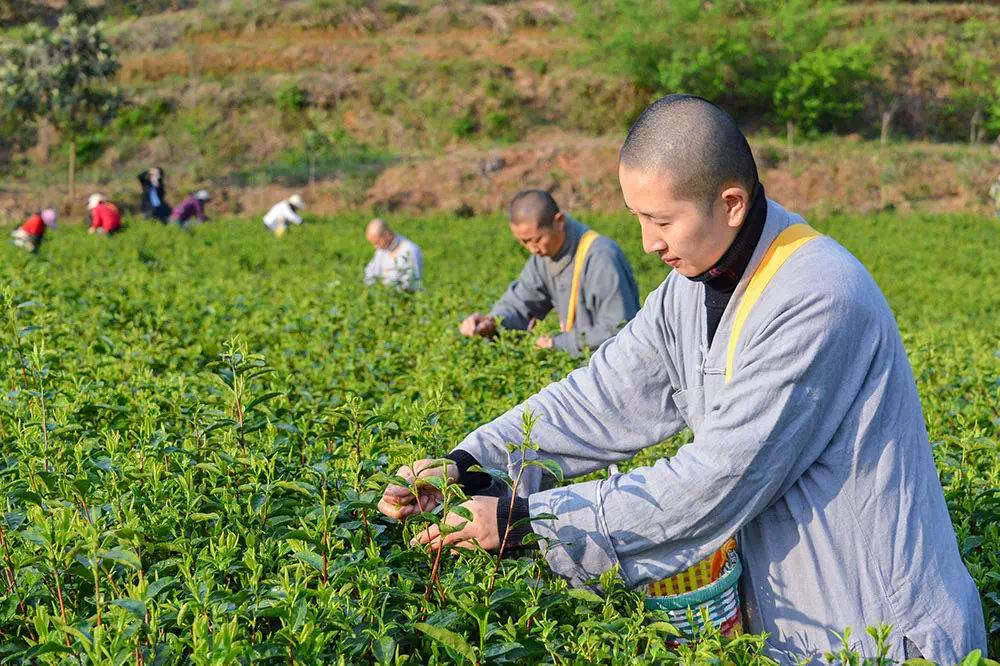 回望“十四五”| 一片叶子盘活亿元财富经——“禅茶第一村”的“十四五”绿色发展账本