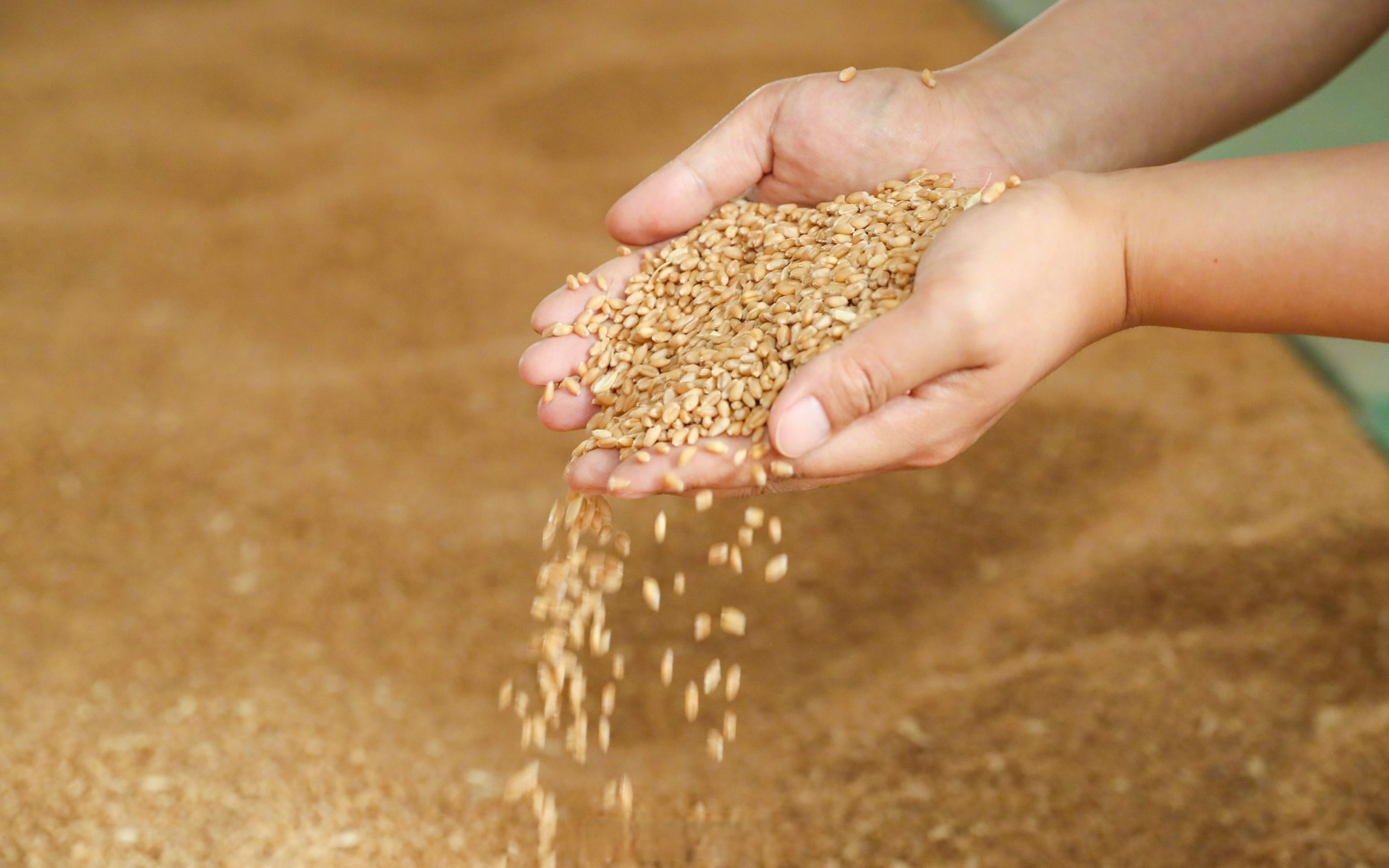 国家粮食和物资储备局:推动粮食价格保持在合理水平