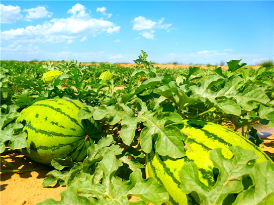 巩固壮大实体经济根基 四中全会擘画高质量发展蓝图