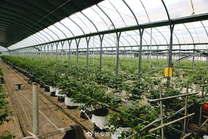 TCL中环：技术革新赋能绿色转型 T5 PRO光伏组件新品发布