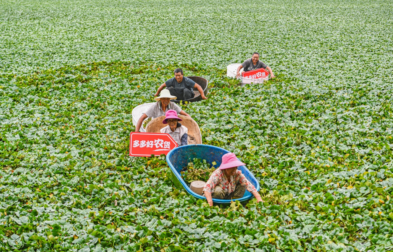 新华鲜报·规划建议新看点丨氢能和核聚变能:“能源新秀”驱动绿色未来