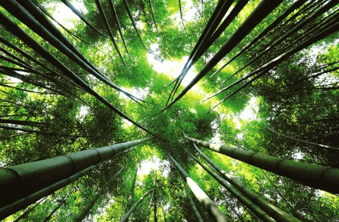 我国竹产业年产值超5200亿元