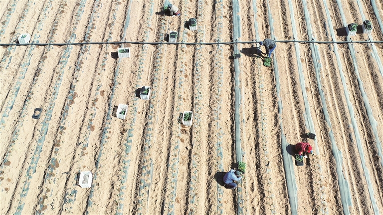 新春走基层·一线直击丨人勤春来早 “雨水”润春耕