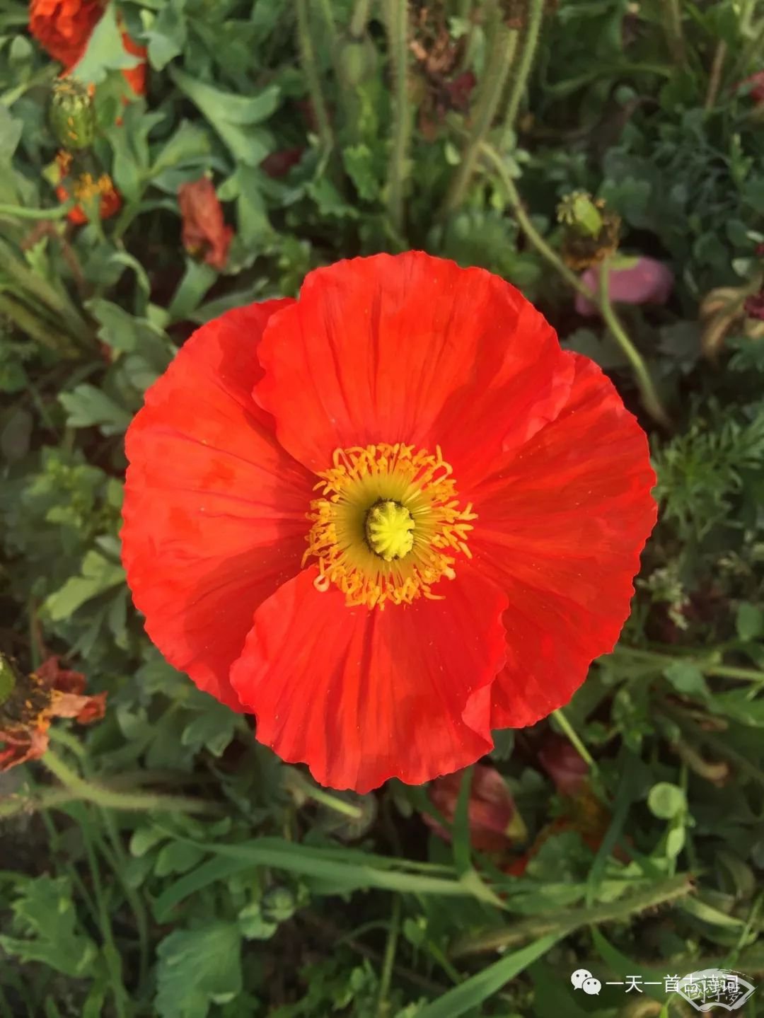 “云花”寄春来 “颜值”变“产值”