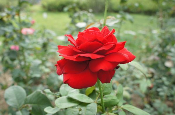 从安徽开年三朵“大红花”看正确政绩观