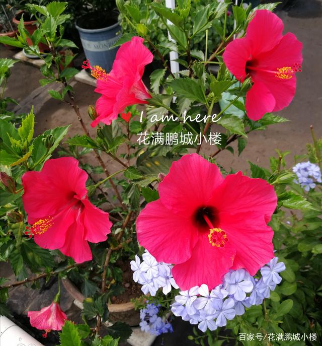 从安徽开年三朵“大红花”看正确政绩观