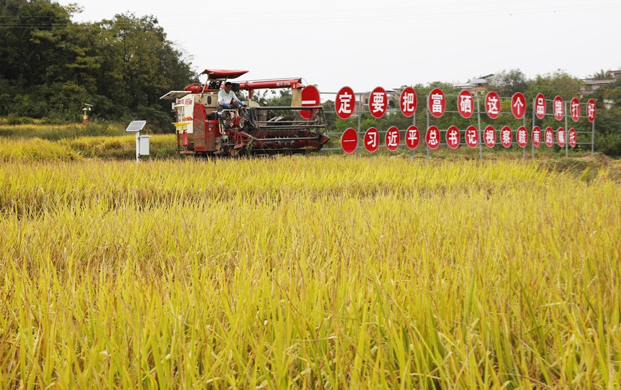 沃野染新绿 春耕绘丰景——从春耕一线看“十五五”开局农业生产新气象